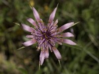 Tragopogon sinuatus 7, Saxifraga-Jan van der Straaten