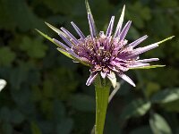 Tragopogon sinuatus 8, Saxifraga-Jan van der Straaten