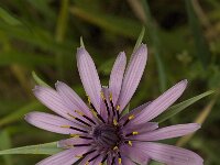 Tragopogon sinuatus 9, Saxifraga-Jan van der Straaten