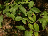 Ulmus minor 2, Gladde iep, Saxifraga-Peter Meininger
