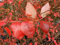 Vaccinium corymbosum 11, Trosbosbes, Saxifraga-Rutger Barendse