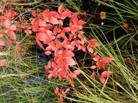 Vaccinium corymbosum 12, Trosbosbes, Saxifraga-Rutger Barendse