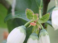 Vaccinium corymbosum 2, Trosbosbes, Saxifraga-Rutger Barendse