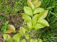 Vaccinium corymbosum 4, Trosbosbes, Saxifraga-Rutger Barendse