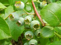 Vaccinium corymbosum 5, Trosbosbes, Saxifraga-Rutger Barendse
