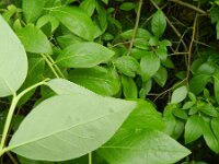 Vaccinium corymbosum 6, Trosbosbes, Saxifraga-Rutger Barendse