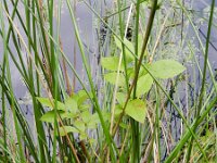 Vaccinium corymbosum 7, Trosbosbes, Saxifraga-Rutger Barendse