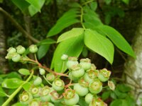 Vaccinium corymbosum 8, Trosbosbes, Saxifraga-Rutger Barendse