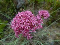 Valeriana lecoqii 2, Saxifraga-Ed Stikvoort : Poncebos - Cordiñanes de Valdeón s9900