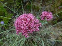 Valeriana lecoqii 4, Saxifraga-Ed Stikvoort : Poncebos - Cordiñanes de Valdeón s9900