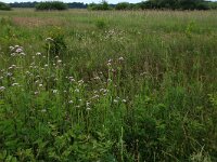 Valeriana officinalis 15, Echte valeriaan, Saxifraga-Hans Boll