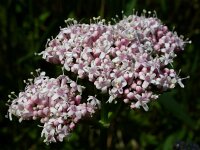Valeriana officinalis 18, Echte valeriaan, Saxifraga-Ed Stikvoort