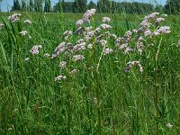 Valeriana officinalis 19, Echte valeriaan, Saxifraga-Ed Stikvoort