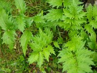 Valeriana officinalis 2, Grote valeriaan, Saxifraga-Rudmer Zwerver