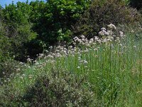Valeriana officinalis 20, Echte valeriaan, Saxifraga-Ed Stikvoort
