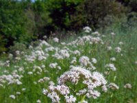 Valeriana officinalis 21, Echte valeriaan, Saxifraga-Ed Stikvoort