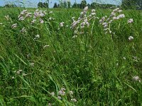 Valeriana officinalis 22, Echte valeriaan, Saxifraga-Ed Stikvoort
