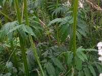 Valeriana officinalis 23, Echte valeriaan, Saxifraga-Ed Stikvoort