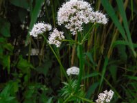 Valeriana officinalis 24, Echte valeriaan, Saxifraga-Ed Stikvoort