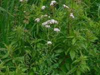 Valeriana officinalis 25, Echte valeriaan, Saxifraga-Ed Stikvoort