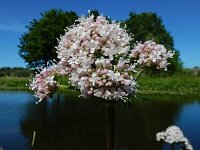 Valeriana officinalis 26, Echte valeriaan, Saxifraga-Ed Stikvoort