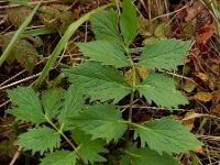 Valeriana officinalis 27, Echte valeriaan, Saxifraga-Ed Stikvoort