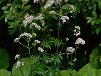 Valeriana officinalis 28, Echte valeriaan, Saxifraga-Ed Stikvoort