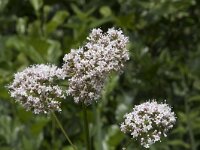 Valeriana officinalis 29, Echte valeriaan, Saxifraga-Willem van Kruijsbergen