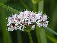 Valeriana officinalis 3, Grote valeriaan, Saxifraga-Bart Vastenhouw
