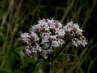 Valeriana officinalis 4, Grote valeriaan, Saxifraga-Jan van der Straaten