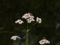 Valeriana officinalis 5, Grote valeriaan, Saxifraga-Jan van der Straaten