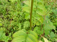 Valeriana officinalis 6, Grote valeriaan, Saxifraga-Rutger Barendse