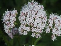 Valeriana officinalis 7, Grote valeriaan, Saxifraga-Rutger Barendse