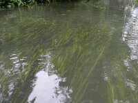 Vallisneria spiralis 5, Vallisneria, Saxifraga-Rutger Barendse