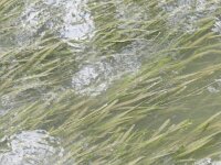 Vallisneria spiralis 6, Vallisneria, Saxifraga-Rutger Barendse