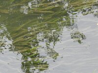 Vallisneria spiralis 7, Vallisneria, Saxifraga-Rutger Barendse