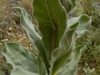 Verbascum macrurum 6, Saxifraga-Ed Stikvoort : Vathi - Gidaki beach Ithaki s9900