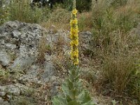 Verbascum macrurum 7, Saxifraga-Ed Stikvoort : Vathi - Gidaki beach Ithaki s9900