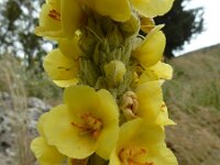 Verbascum macrurum 8, Saxifraga-Ed Stikvoort : Vathi - Gidaki beach Ithaki s9900