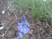 Veronica jacquinii 2, Saxifraga-Jasenka Topic