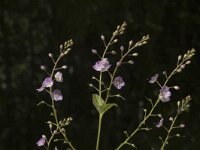 Veronica urticifolia 3, Saxifraga-Jan van der Straaten