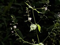 Veronica urticifolia 5, Saxifraga-Jan van der Straaten