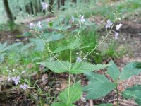 Veronica urticifolia 6, Saxifraga-Rutger Barendse