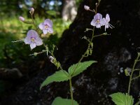 Veronica urticifolia 8, Saxifraga-Ed Stikvoort