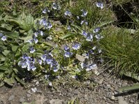 Veronica vadiniense 3, Saxifraga-Willem van Kruijsbergen
