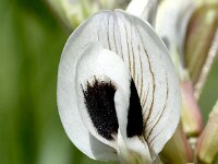 Vicia faba 11, Tuinboon, Saxifraga-Sonja Bouwman  Tuinboon - Vicia faba - Fabaceae familie; Vale da Telha (Pt)