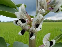 Vicia faba 13, Tuinboon, Saxifraga-Ed Stikvoort