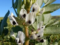 Vicia faba 14, Tuinboon, Saxifraga-Ed Stikvoort