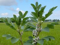 Vicia faba 15, Tuinboon, Saxifraga-Ed Stikvoort