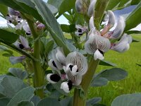 Vicia faba 16, Tuinboon, Saxifraga-Ed Stikvoort